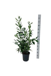 Laurier du Portugal Prunus Caucasica
