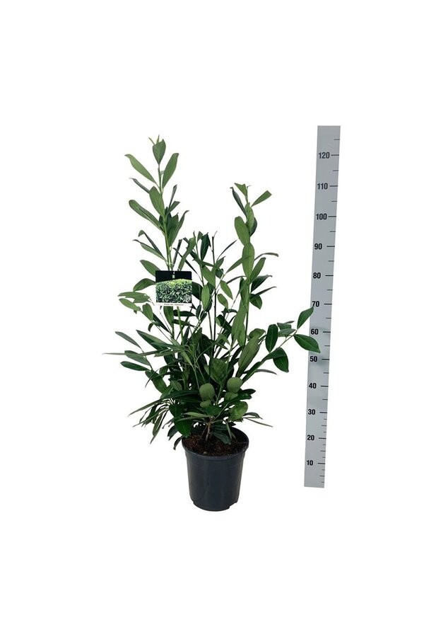 Laurier du Portugal Prunus Caucasica