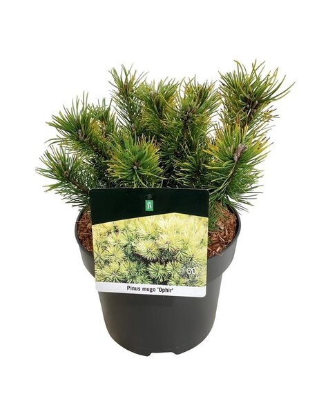 Pinus