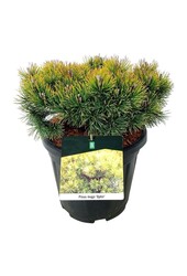 Denneboom Pinus mugo Ophir