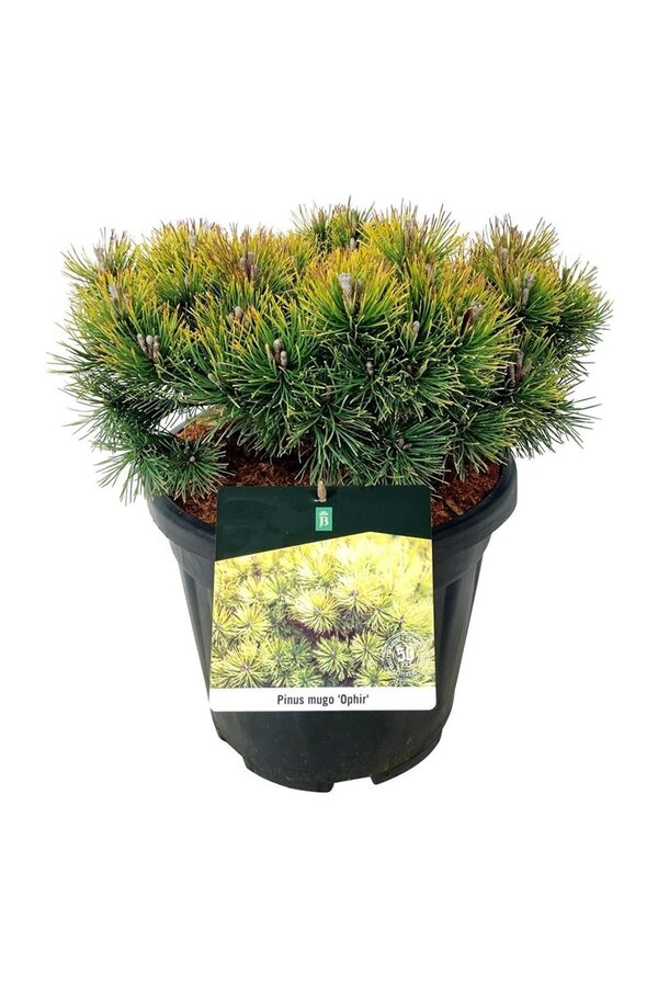 Denneboom Pinus mugo Ophir