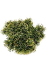 Denneboom Pinus mugo Ophir