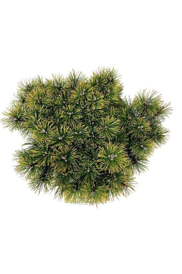 Denneboom Pinus mugo Ophir