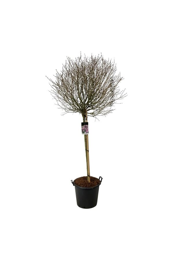 Lilas Syringa meyeri Palibin