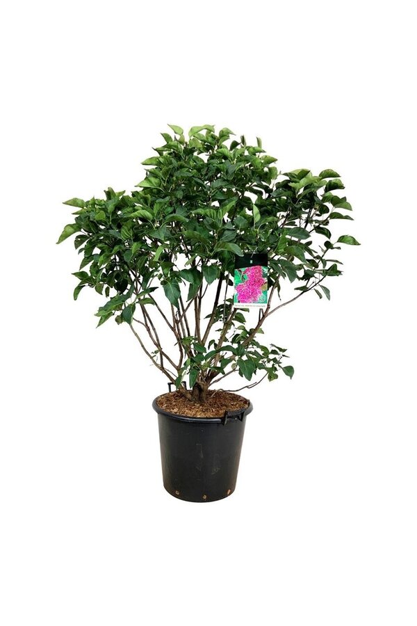 Lilas Syringa And. an Ludwig Späth