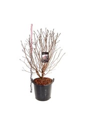 Lilas Syringa And. an Ludwig Späth