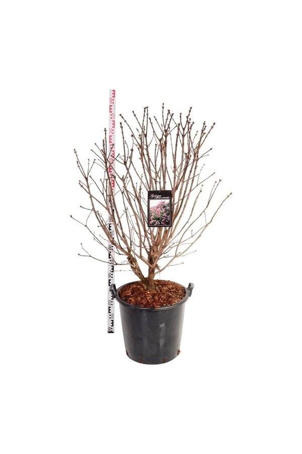 Lilas Syringa And. an Ludwig Späth