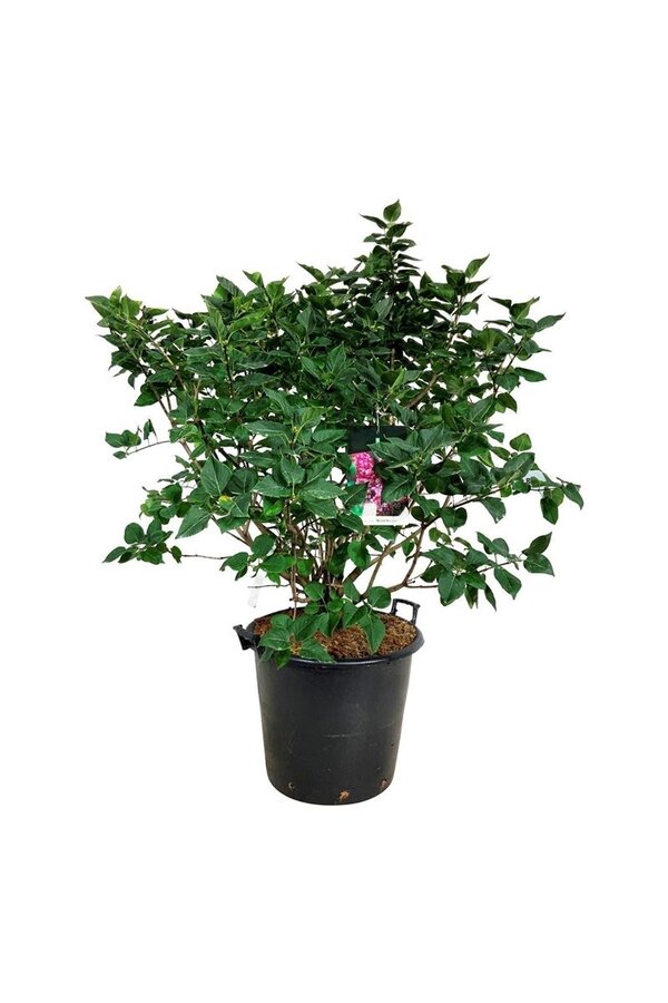 Lilas Syringa Michel Buchner