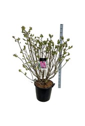 Sering Syringa Michel Buchner