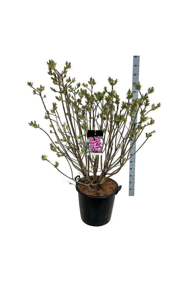 Sering Syringa Michel Buchner