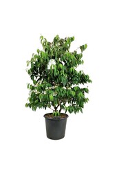 Sneeuwbal Viburnum Kilimandjaro (pbr)