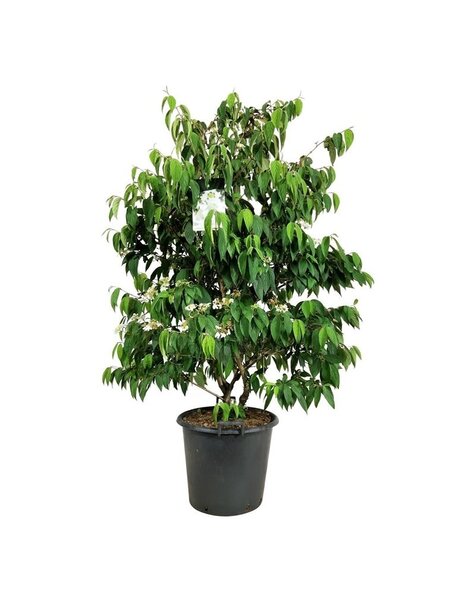 Viburnum