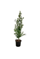 Schoonvrucht Hibiscus Flower Tower White