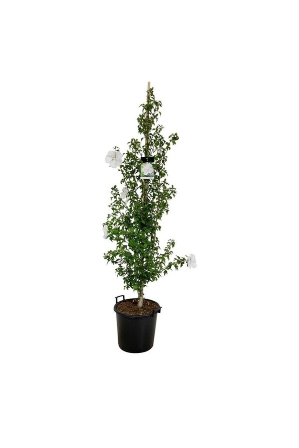 Schoonvrucht Hibiscus Flower Tower White
