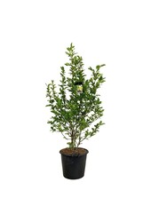 Magnolia loebneri Wildcat