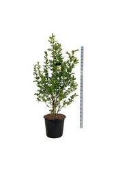 Magnolia loebneri Wildcat