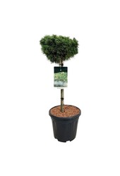 Denneboom Pinus mugo Benjamin