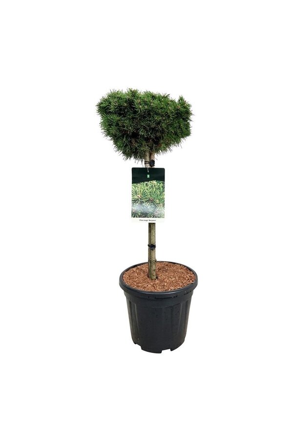 Denneboom Pinus mugo Benjamin