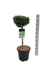Denneboom Pinus mugo Benjamin