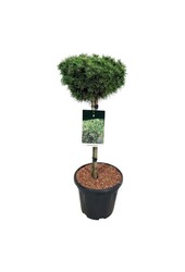 Denneboom Pinus mugo Benjamin