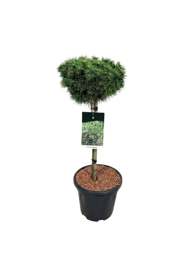 Denneboom Pinus mugo Benjamin