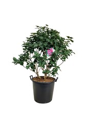 Sering Syringa Michel Buchner