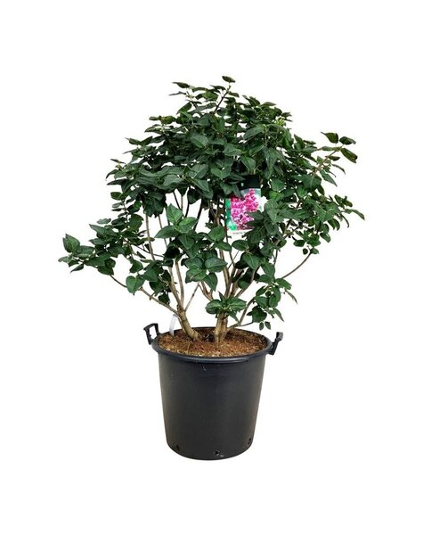 Syringa