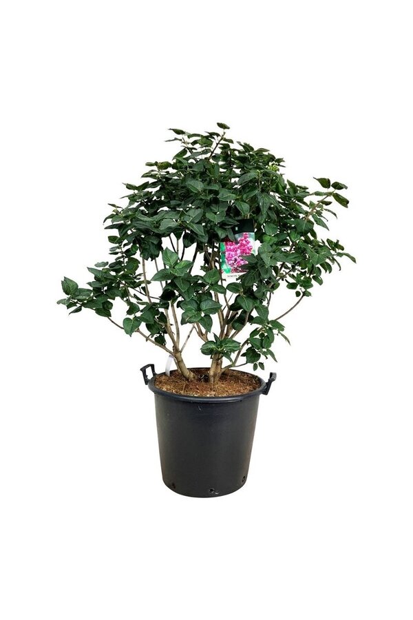 Sering Syringa Michel Buchner