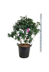 Sering Syringa Michel Buchner