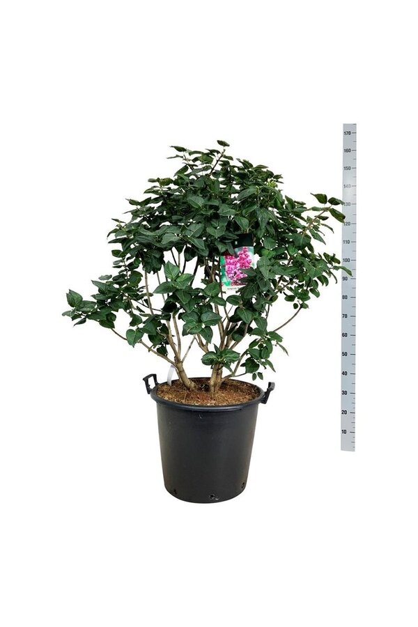 Sering Syringa Michel Buchner