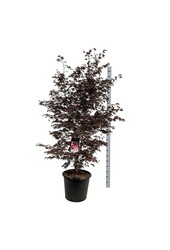 Esdoorn Acer Bloodgood