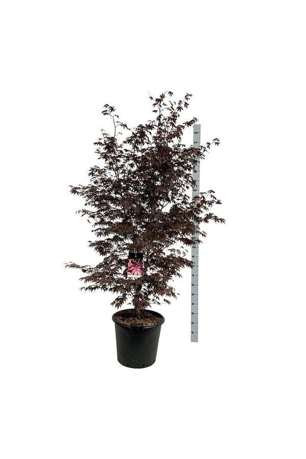 Érable Acer Bloodgood
