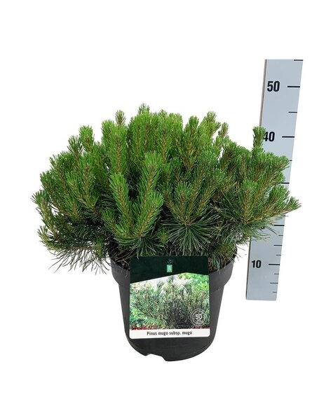 Pinus