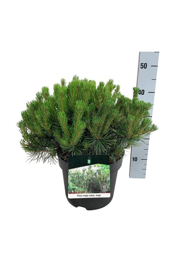 Denneboom Pinus mugo mugo