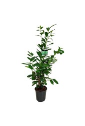 Portugese laurier Prunus Novita