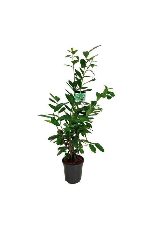 Portugese laurier Prunus Novita