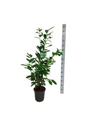 Portugese laurier Prunus Novita