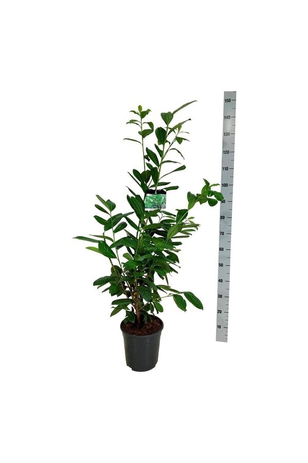 Portugese laurier Prunus Novita