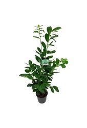 Portugese laurier Prunus Novita