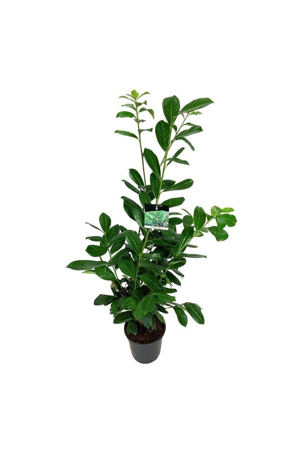 Portugese laurier Prunus Novita