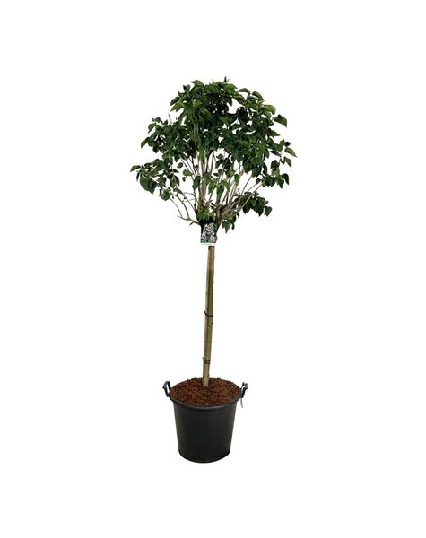 Syringa