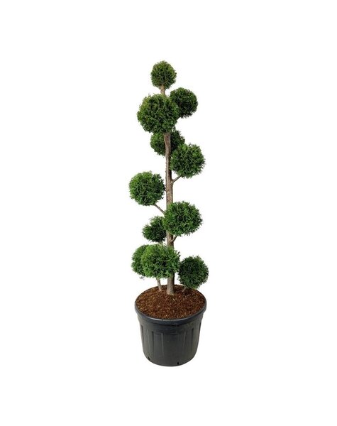 Thuja