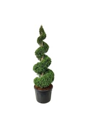 Conifère Thuja Brabant
