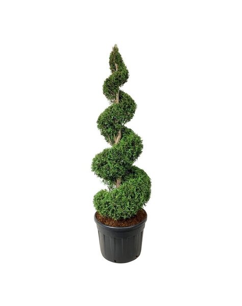 Thuja