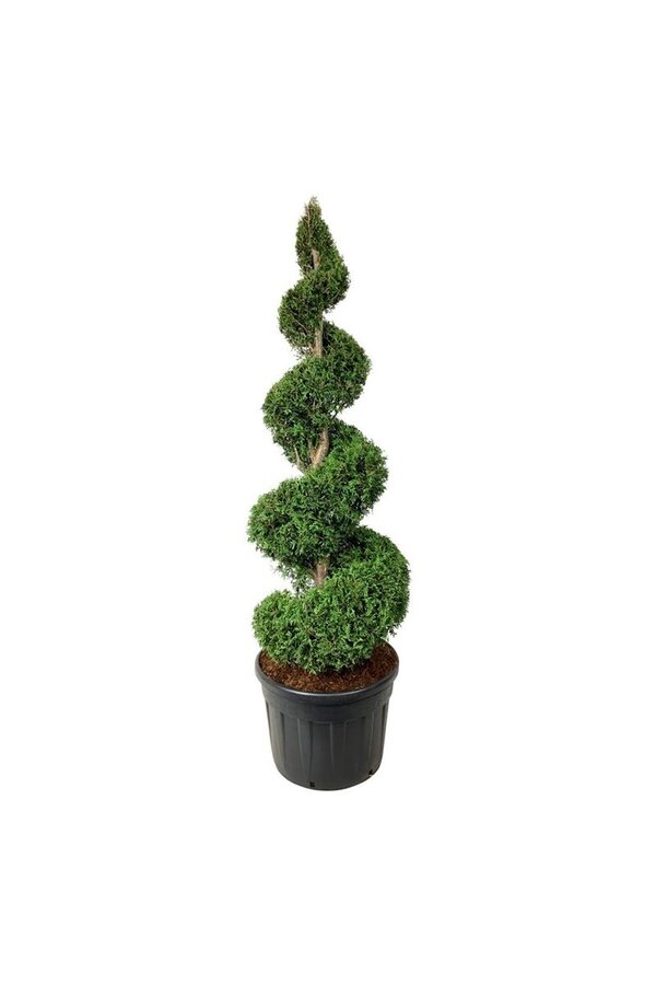 Conifère Thuja Brabant