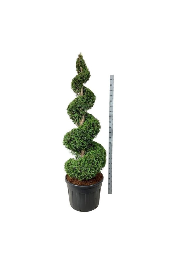 Conifère Thuja Brabant