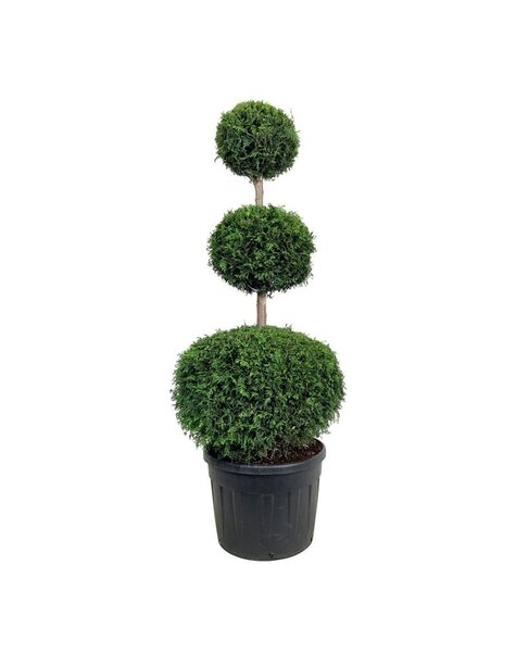 Thuja