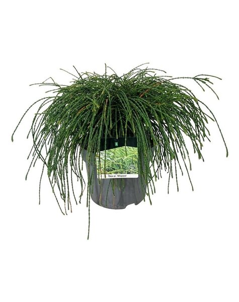 Thuja