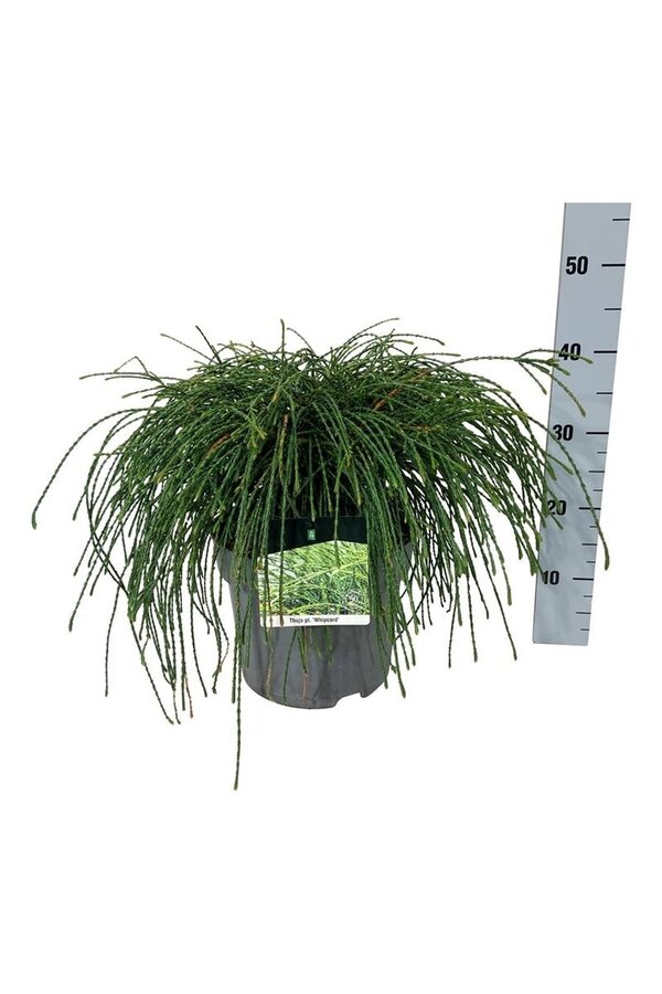 Conifeer Thuja Whipcord