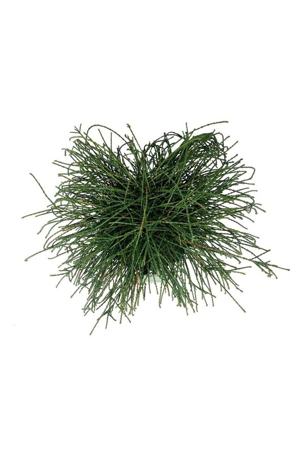 Conifeer Thuja Whipcord